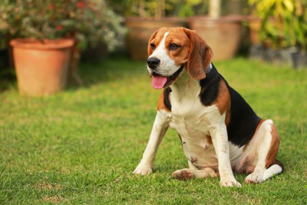 Dog Friendly Landscaping in Sun City
