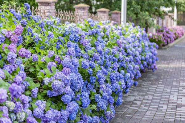 Hydrangea Landscaping in Sun City