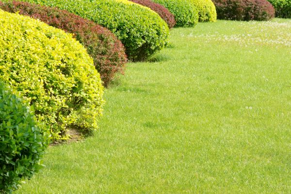 Shrubbery Planting in Sun City