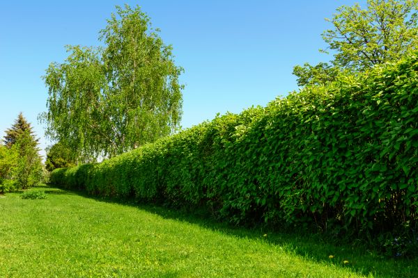 Hedge Replacement in Sun City