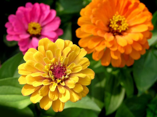 Zinnia Planting in Sun City