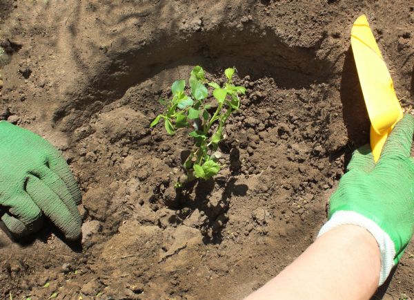 Rose Bush Planting in Sun City