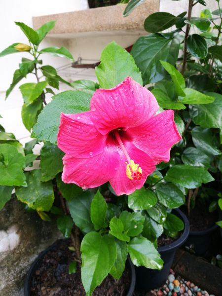 Hibiscus Planting in Sun City