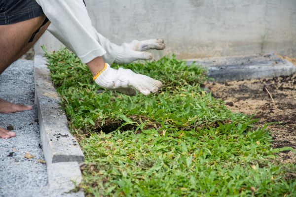 Ground Cover Planting in Sun City