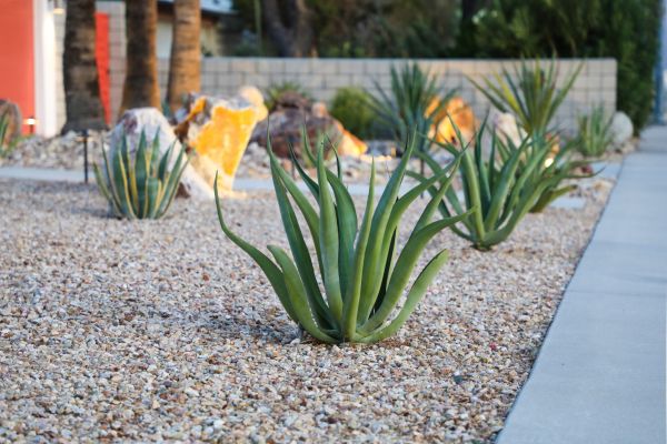 Drought Resistant Landscaping in Sun City