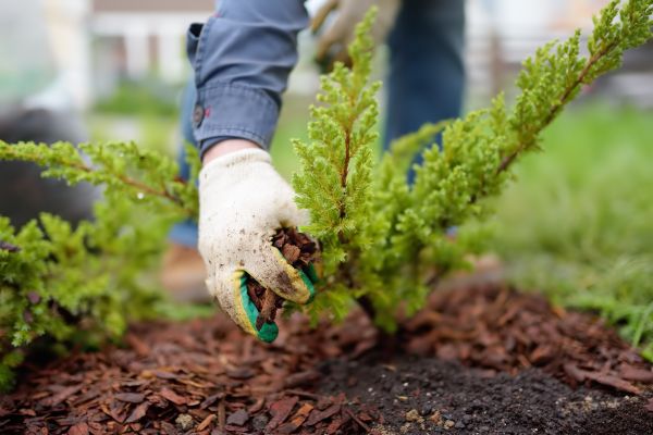 Church Mulching in Sun City
