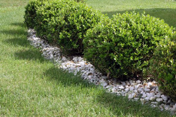 Boxwood Planting in Sun City