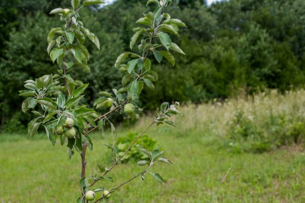 Apple Tree Planting in Sun City