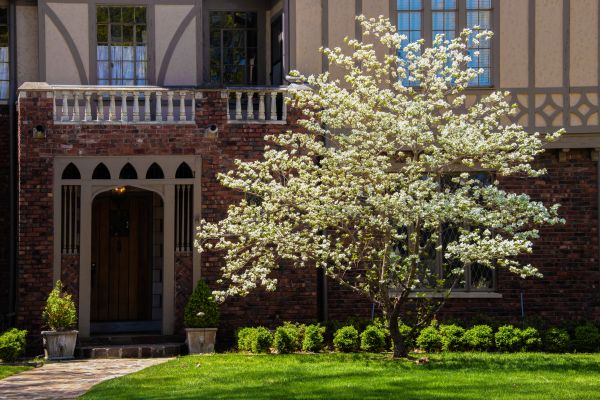 Dogwood Tree Planting in Sun City